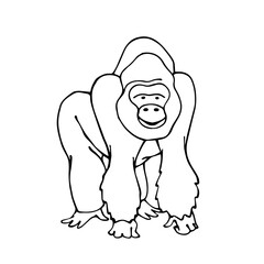 Linear sketch of a wild animal of the African savannah, gorilla monkey. Vector graphics.