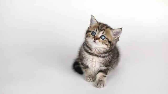 on a light background a small brown kitten sits and looks up	
