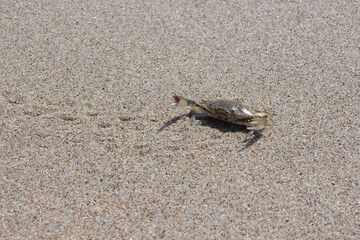 Cangrejo en la playa