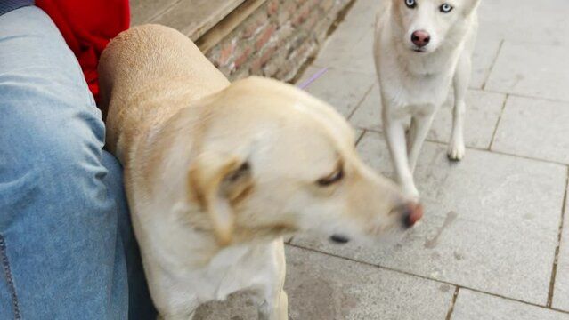 A White Stray Dog With Blue Eyes On The Sidewalk.