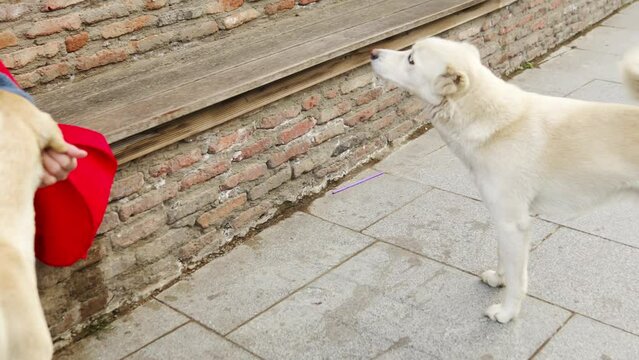 A White Stray Dog With Blue Eyes On The Sidewalk.