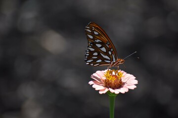 butterfly on flower