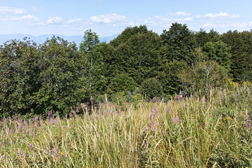 Summer landscape of Belasitsa Mountain, Bulgaria