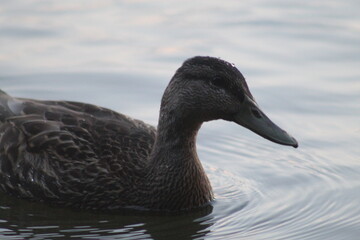 black headed goose