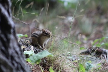 squirrel in the forest