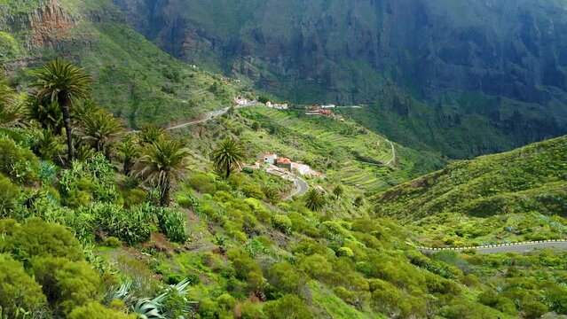 Masca valley scenic mountain landscape. Cactus vegetation palm trees in springtime. Famoustourist spot gorge and village in Tenerife Canary Islands Spain Europe.