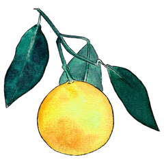 Watercolor clipart of a yellow lemon on a lemon tree branch with green leaves on a transparent background. It can be used for prints, fabrics, cards, icons and more. PNG file 6000х6000 px at 300 dpi.