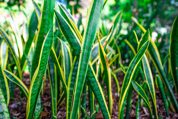 A variety of colorful flora on the island of Madeira.