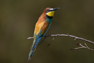 Insect-hunting Bee-eater sitting on a branch waiting for its prey.