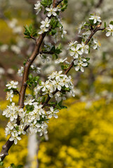 Plum orchard in the flowering period. White and yellow flowers in spring.