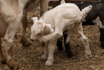 Obraz premium Alpine Goat Dairy Animal. Motherhood, the relationship between a mother and a newborn baby goat.