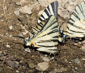 Scarce swallowtail (Iphiclides podalirius) is a butterfly belonging to the family Papilionidae. A flock of insects drink water from the mud.