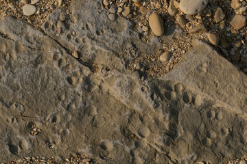 A stone from sedimentary rock with fossil Mollusks. Cockle (bivalve)  in the family Cardiidae.