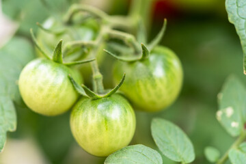 Fototapeta premium Tomato plant