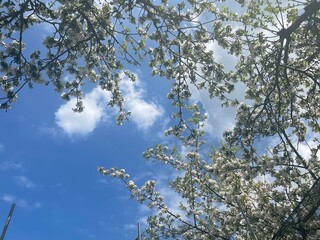 branches against sky