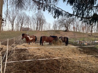 horses in a field © Sprawy