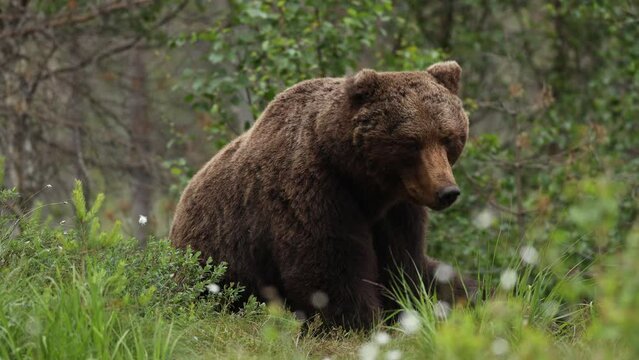 wild brown bear and mosquitoes in finland on a swamp sleeping and enjoying life in nature for bbc national geography scratching itself and moving around karhu