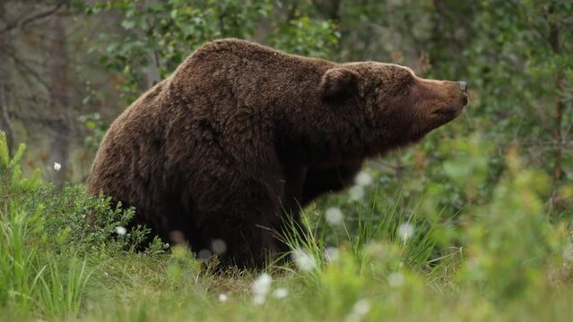 wild brown bear and mosquitoes in finland on a swamp sleeping and enjoying life in nature for bbc national geography scratching itself and moving around
