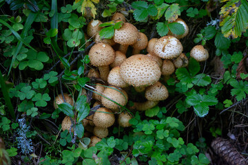 Group of Shaggy Scalycap mushrooms Pholiota squarrosa is a species of fungus in the Strophariaceae family