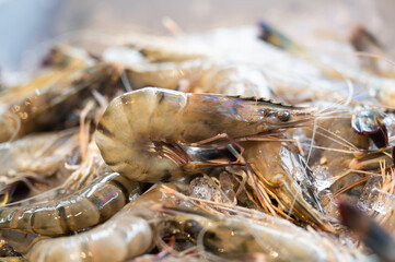 fish, market, fish market, seafood, seafood market, meat, food, fresh, squid, grill, sea, shop, prawn, clams, devil fish,