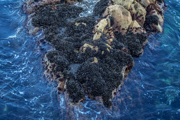 Large amount of mussel shell covering boulders in the sea waters of Monterey Bay in California © Felipe Sanchez