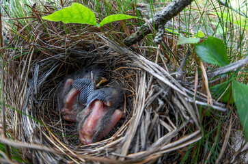 Baby birds in nest 
Eastern Towhee chicks - Cape Cod, Massachusetts