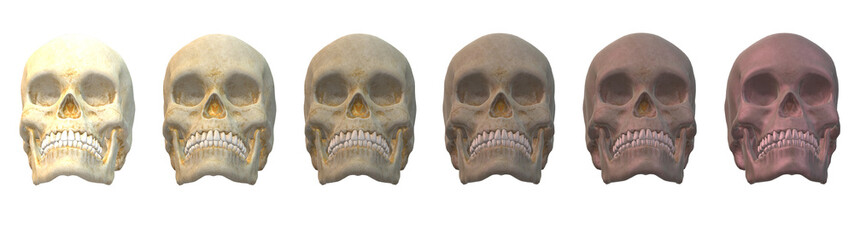 skull human,  skeleton