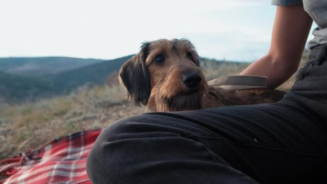 a girl sitting in nature and training a dog. a girl sits in nature and trains a wire-haired dachshund