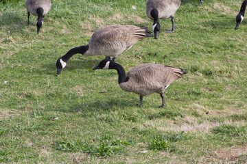 Wild birds in the urban space. Canadian Geese (Branta canadensis) grazing at Gas Works Park in Seattle.
