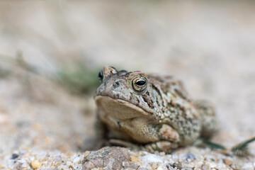 Fowler's toad
-Cape Cod, Massachusetts