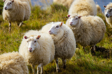 Icelandic Sheep Graze in the Mountain Meadow near Ocean Coastline, Group of Domestic Animal in Pure and Clear Nature. Ecologically Clean Lamb Meat and Wool Production. Scenic Area in Iceland.