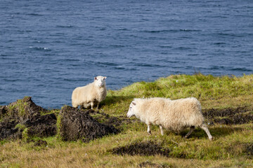 Obraz premium Icelandic Sheep Graze in the Mountain Meadow near Ocean Coastline, Group of Domestic Animal in Pure and Clear Nature. Ecologically Clean Lamb Meat and Wool Production. Scenic Area in Iceland.