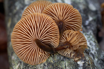 Edible mushroom Flammulina velutipes on the dead tree. Known as Enoki Mushroom, Velvet Foot or Velvet shank. Detail on the gills.