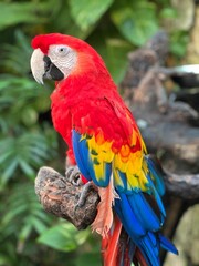 scarlet macaw