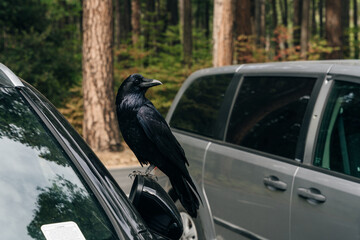 Closeup of a black crow above a car in the middle of the road.