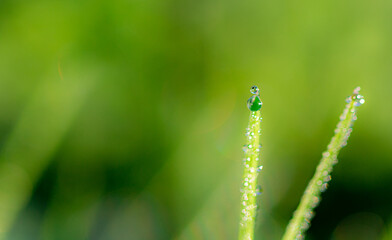Water drop on the grass, macro photography