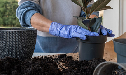 Hands in gloves hold a pot with a plant, transplanting indoor plants