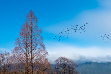 冬の琵琶湖畔　メタセコイアから飛び立つムクドリの群れ