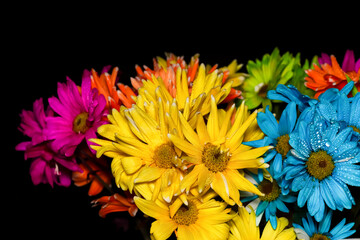 Gerber Daisy flowers against black background.
