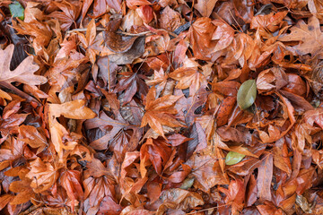 Colorful dried leaves in the wintertime became wet due to the rainwater.