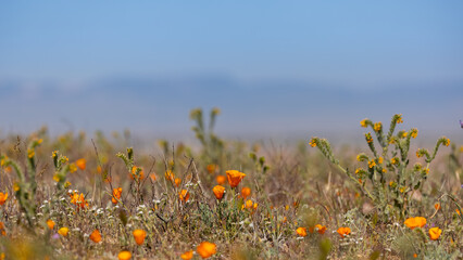 Golden Poppy flowers at Antelope valley nature preserve in California during spring time.