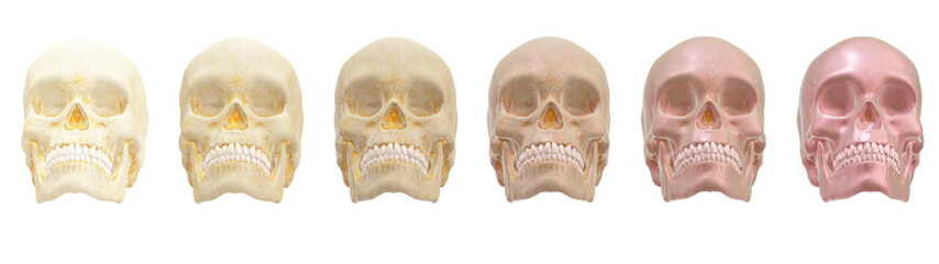 skull human,  skeleton