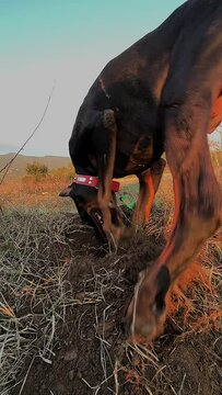 Doberman Pinscher Dog Mining Holes Searching For Gold