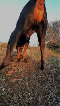 Doberman Pinscher Dog Digging Holes And Searching For Rats 