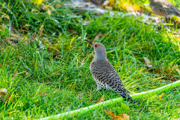 Norther Flicker Shower