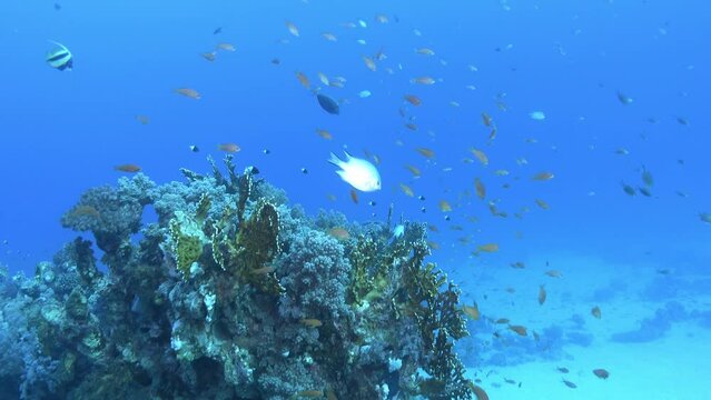 Underwater scene - Red Sea tropical fish