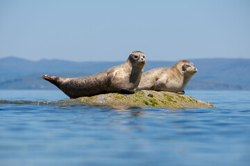 Pair of Common seals also known as Harbour seals, Hair seals or Spotted seals (Phoca vitulina) lying on a rock. Isle of Arran, Scotland © David Fitzell