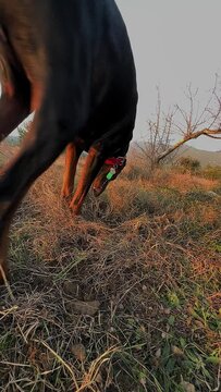 Doberman Pinscher Dog Digging Dirt And Throwing Rocks 