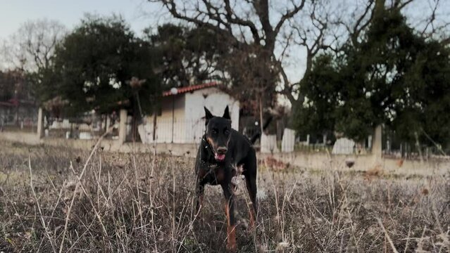 A Wild Doberman Pinscher,  Dog Hiding in Tall Grass  