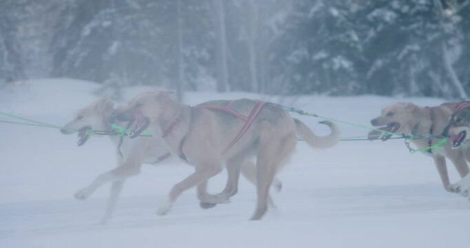 sleddogs running in snow in slow motion husky dogs alaskanhusky travel finland tourism co2 transport 4k finnish ice lake trail winter sport